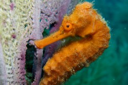 Roatan Aggressor Liveaboard - Honduras.